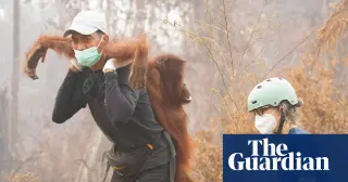 Borneo Wildfires Threaten Rare Primates as Rescuers Battle 'Zombie Fires'