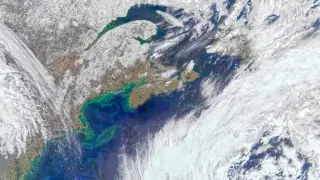 Phytoplankton: Earth's invisible oxygen factory rivaling forests