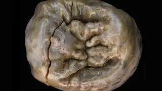Early Homo Meat-Eating Was a Mixed Strategy, New Fossil Evidence Shows