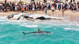 13-Metre Whale Carcass Forces Closure of Perth's City Beach as Sharks Circle Shoreline
