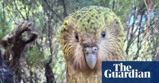 Kākāpō Rally Pushes Global Population Past 300 After Record Breeding