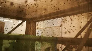 Billion-Fly Battle: Can Sterile Insect Tactics Keep Screwworm in Check?