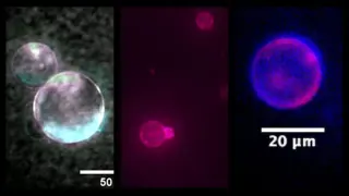 SpudCell: Open-source synthetic cells to run tiny, low-carbon factories