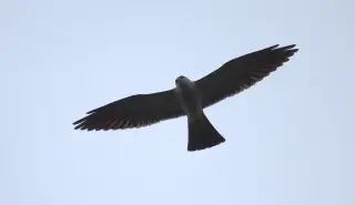 DC teen’s rare hawk sighting turns into a high-flying urban spectacle