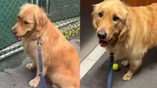 Neighbor Delivers Morning Joy: Golden Retriever Catches Ball on Empty Court