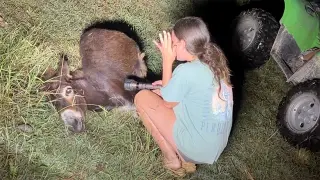 Georgia officer shoots family's pet donkey during missing-child search