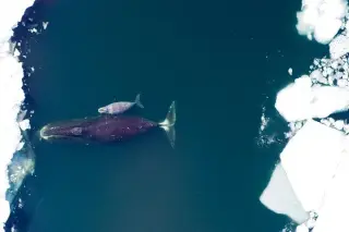 Bowhead Whale’s DNA Repair Secrets Hint at Mammalian Longevity