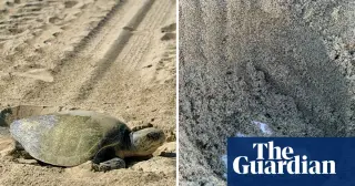 Olive Ridley Turtles Nest on California Beaches in Unprecedented Event