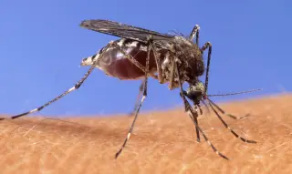 Mosquitoes in Three Las Vegas ZIP Codes Test Positive for West Nile Virus