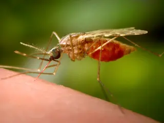 Third Malaria Death Tied to Frankfurt Airport Outbreak Prompts Health Warning