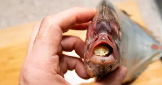 Parasite Replaces a Fish’s Tongue and Lives as its Mouthpart
