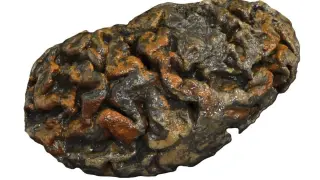 Ancient brains don’t rot: low-oxygen chemistry preserves brain tissue