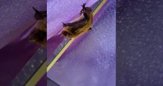 Kansas City Sees Record Bat Rabies Cases as CDC Warns of National Surge