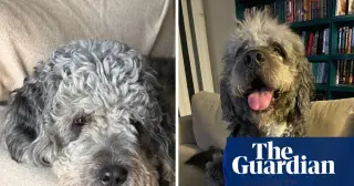 LAPD Releases Body-Cam Footage of Officers Shooting Woman’s Dog in Canoga Park