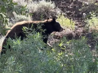 Bear breaches Estes Park home, injures elderly resident amid Colorado's wildlife surge