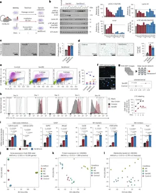 p21+TREM2+ Senescent Macrophages Drive Inflammaging and MASLD, Reversed by Senolytics