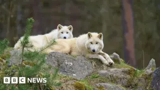 Eight-year-old girl airlifted after wolf attack at Berlin-area wildlife park