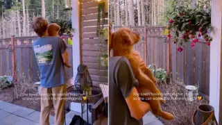 Golden Retriever Maple Delights Fans Watching Hummingbirds in Her Brother’s Arms