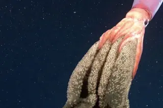 Rare brooding squid filmed carrying eggs on deep-sea expedition off Chile