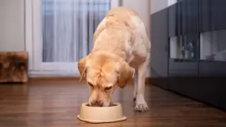 Fromm Dog Food Recall Warns Pet Owners to Stop Feeding Over Metal Contamination Risk
