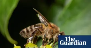 Honeybees Aggressively Displace Wild Pollinators in UK Study