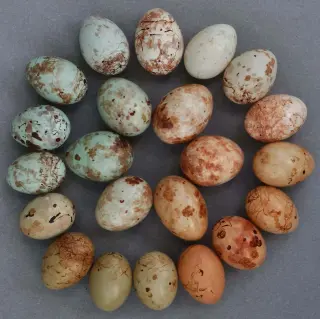 Cuckoo Finch Egg Mimicry Drives Genetic Decay on W Chromosome