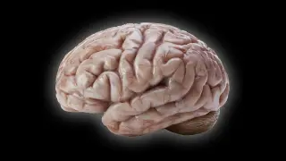 Cellular Slowdown Explains Why Marmoset Brains Lack Human-Like Wrinkles