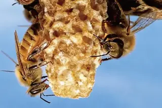 Toddler’s question uncovers bees that heat queen cells, revealing a new worker role