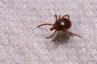Martha's Vineyard Hosts First-of-Its-Kind Alpha-Gal Allergy Study