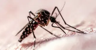 Mosquitoes Target Humans With Combined Visual and CO2 Cues, Study Finds