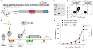 Gut Microbes May Tilt the Odds in Cancer Immunotherapy