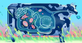 Hidden Organelle in Cow Gut Reveals Methane Link