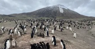 Zavodovski Island loses world’s largest penguin colony status amid 63% chinstrap crash