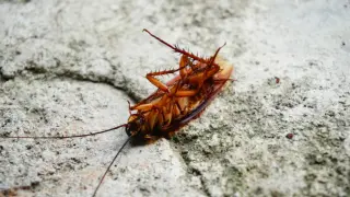 Cockroach Genomes Spotlight Common Cross-Species Gene Transfers
