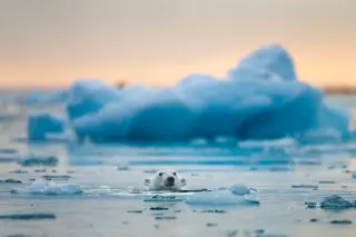 Soft-Faced Giants: 14 Photos Revealing Polar Bears' Charms as Arctic Ice Shrinks