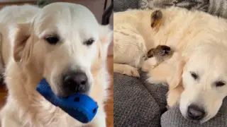 Screams to Snuggles: Golden Retriever Bonds with Baby Chickens