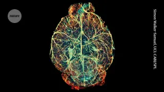 Two Progenitors Rewrite the Brain’s Origins