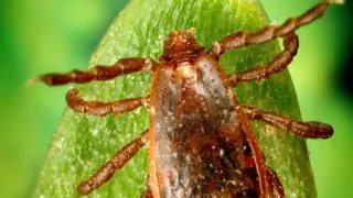 Suffolk Health Warns of Rabbit Fever Risk After Three Tularemia Cases