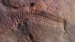 Ancient Spriggina fossil reveals first animal with a head and right-side movement bias