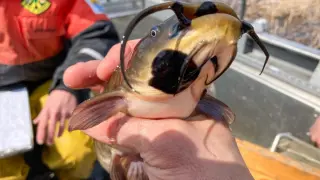Freshwater Catfish Harbor the World’s First Contagious Cancer