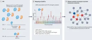 Protein networks reveal the genome's hidden wiring