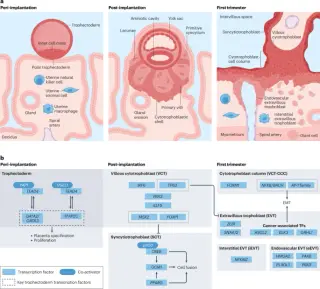 New Genomic Maps Reveal How Trophoblasts Engineer the Maternal-Fetal Interface