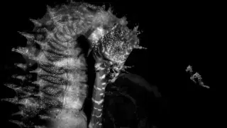 Hobbyist's 'Seahorse Farewell' Image Tops 2026 Ocean Photography Awards