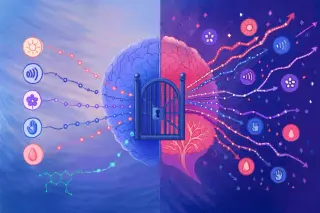 Mescaline Dampens the Brain’s Gatekeeper, Hinting at Hallucinations