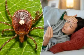 New York's First Bourbon Virus Case Highlights Tick-Borne Health Risk