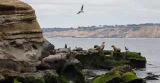 18-Year-Old Pleads Guilty to Kicking Sea Lion in San Diego