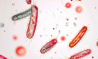 Fungal-bacterial duet worsens infections, study finds