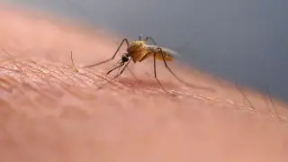 Different Mosquito Species Each Have Their Own Human Attractor, Study Finds