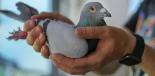 Feathered fans help scientists map a lung-disease mystery