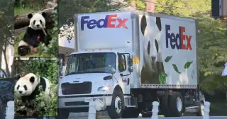 Zoo Atlanta welcomes new pandas after month-long quarantine begins